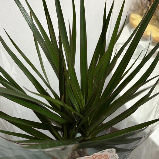Dracena 90cm