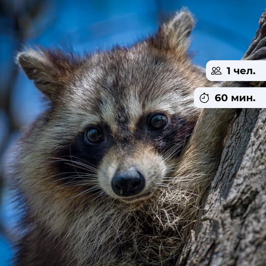 Уголок енотов.  Посещение енотокафе