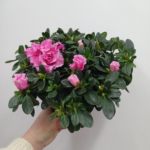 Азалия кустовая цвет фуксия