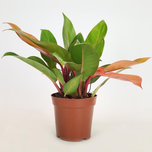 Филодендрон Принц Оранж, D12 см