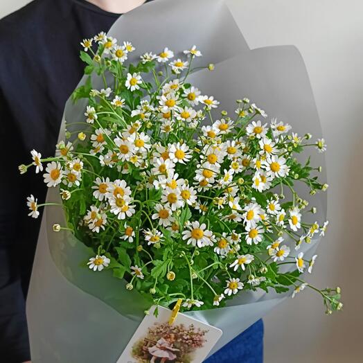 Летнее поле
