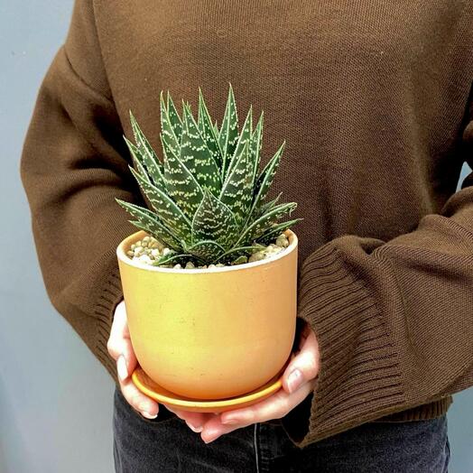 Алоэ «Тики-таки»