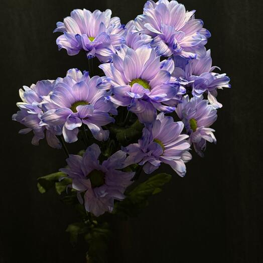 Хризантема кустовая лавандовая