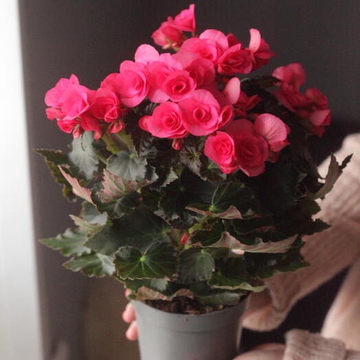 Бегония цветущая разные цвета