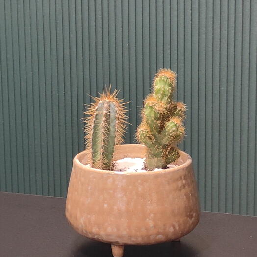 Цветы в пустыне