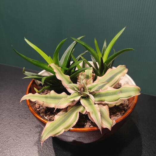 Криптантус и хавортия в кашпо