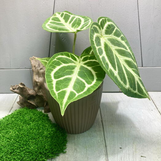 Антуриум Сильвер Блаш