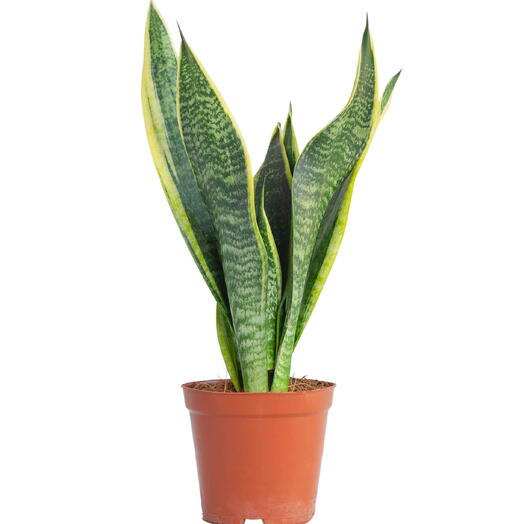 Snake Plant- Sansevieria( Mother in Laws Tongue)