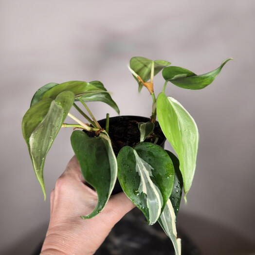 Филодендрон Вариегатный  (Хедерациум РИО)