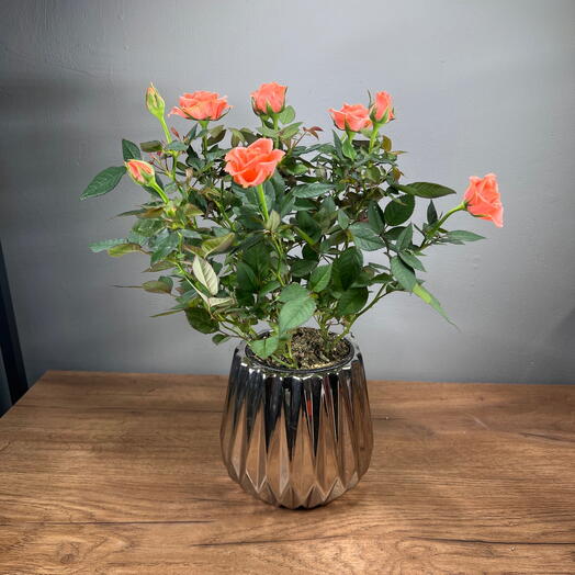 Кустовая персиковая роза в серебристом кашпо