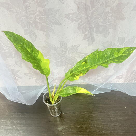 Филодендрон  Ринг оф Фаер  (Philodendron  Ring of Fire )