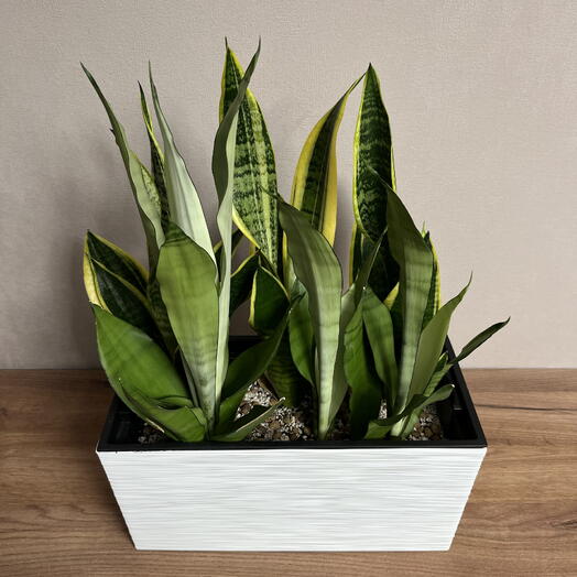 Сансевиерии в кашпо