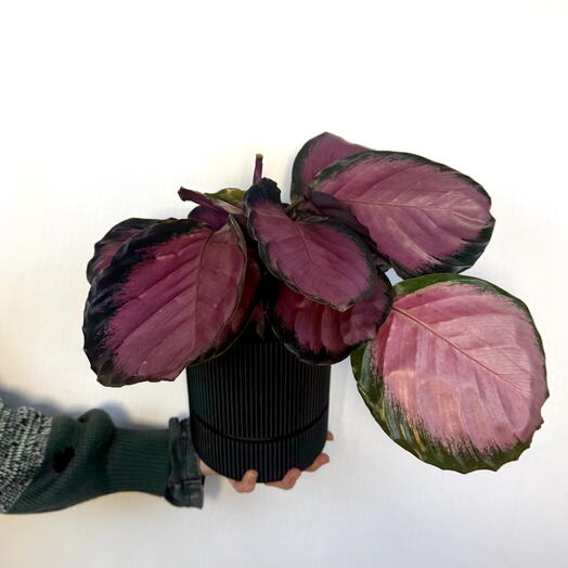 Калатея Розеопикта Роси д13