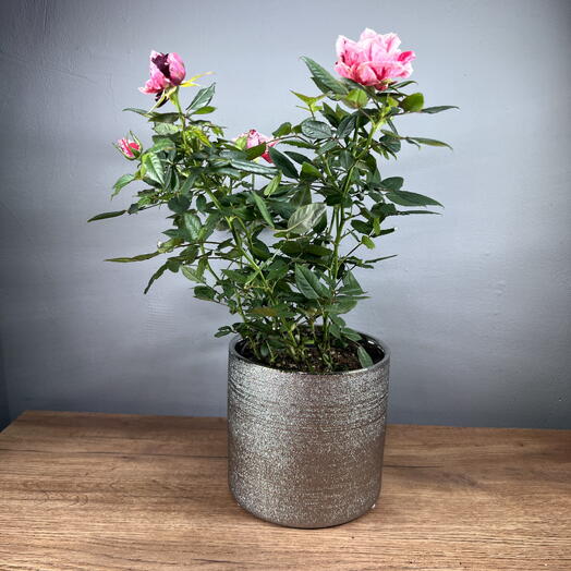 Роза чайная кустовая пестрая в серебристом горшке