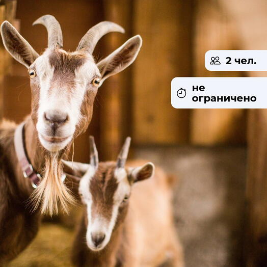 Долина животных. Посещение фермы Экзархо