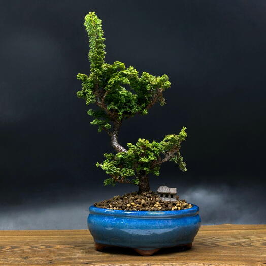 Бонсай Кипарисовик 33 см, 16 лет