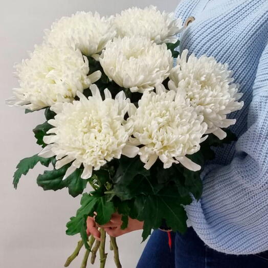 Хризантема белого цвета