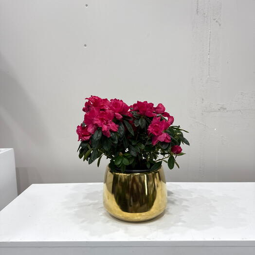 Азалия  / ярко розовая