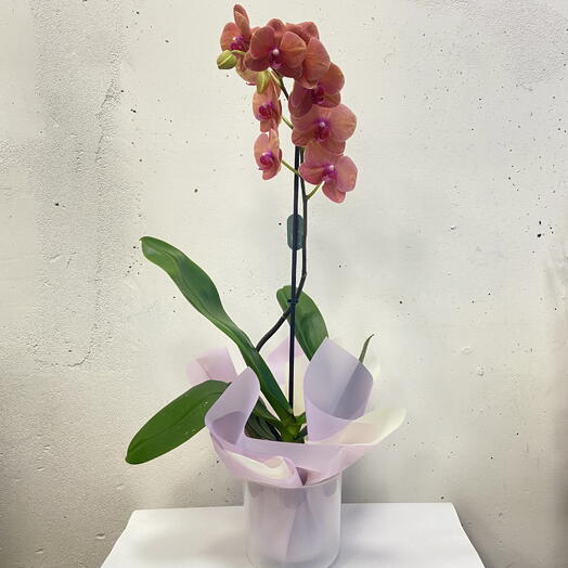 Фаленопсис орхидея Сурф Сонг