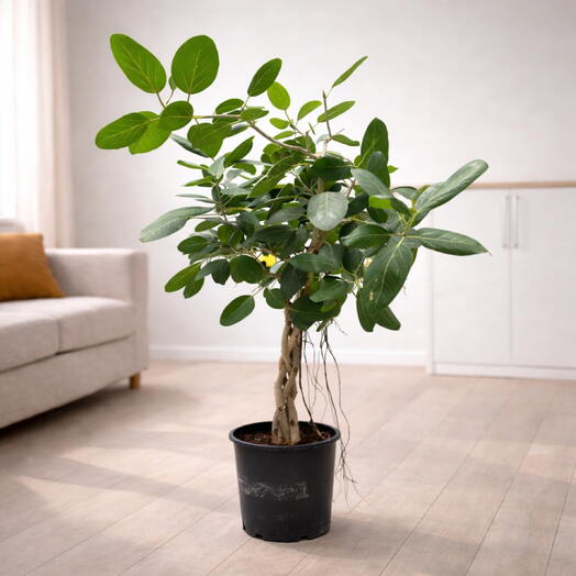 Ficus Audrey