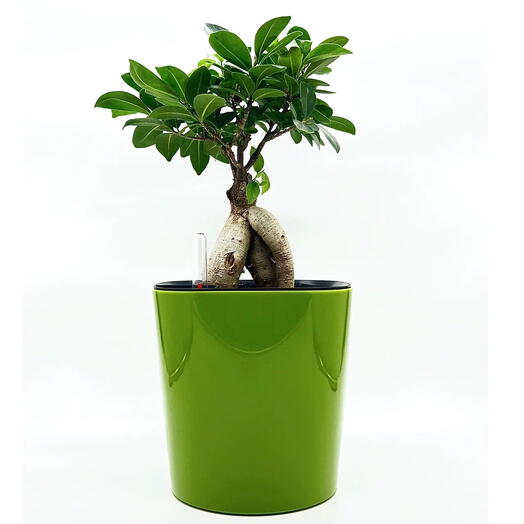 Фикус Микрокарпа бонсай в зеленом пластиковом кашпо с АВТОПОЛИВОМ, высота композиции 35-40 см