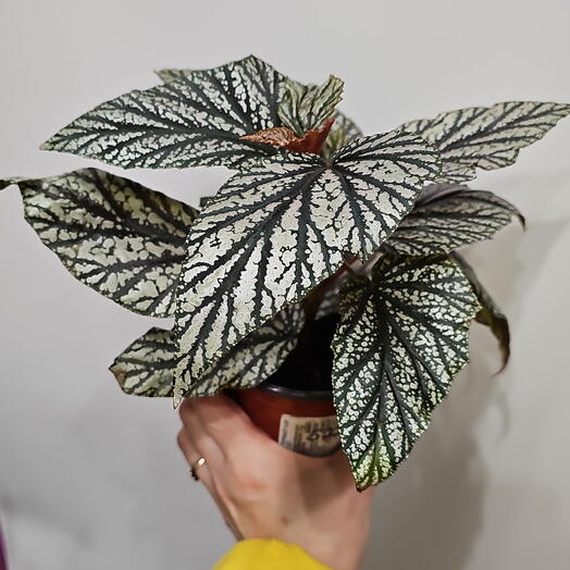 Plant begonia silver