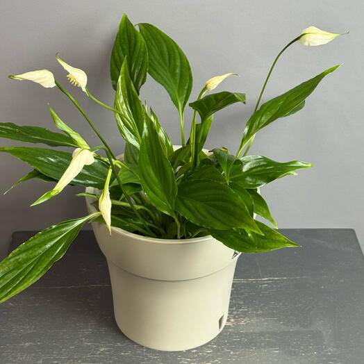 Спатифиллум ( д 9) женское счастье в стильном горшке 🤍