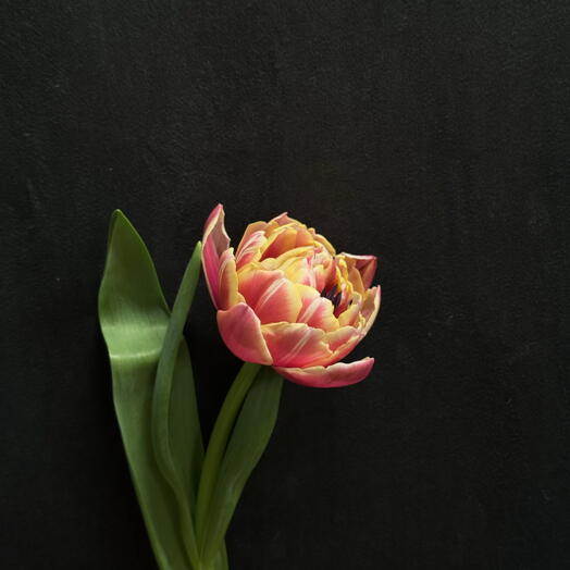 Тюльпан пионовидный