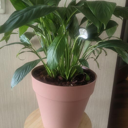 Спатифиллум