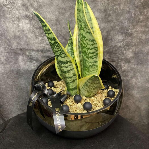 Sanseveria in a glass jar