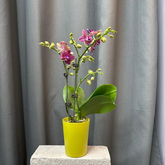 Орхидея в горшочке