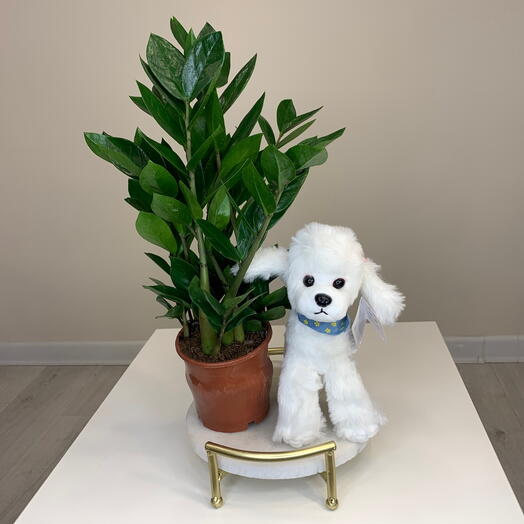 Подарочный набор Замиокулькас комнатный цветок в горшке с мягкой игрушкой Собачка