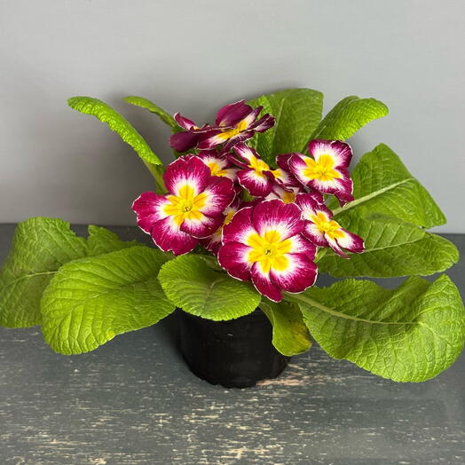 Комнатное растение- яркая двухцветная примула 😍