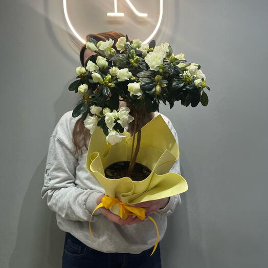 Азалия на штамбе белый цвет