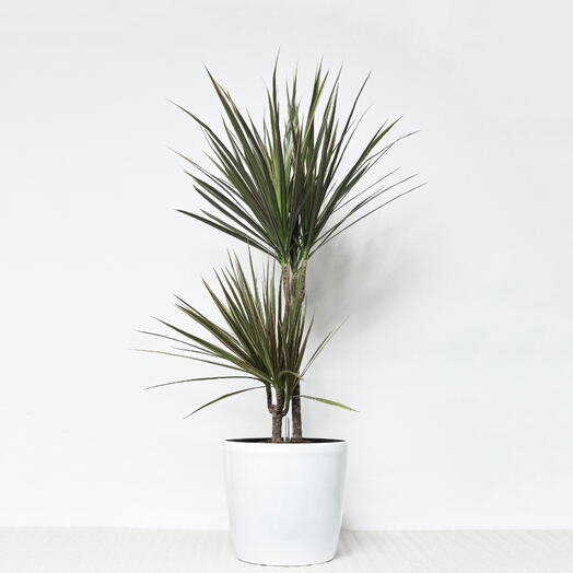 Драцена Маргината Биколор 2 ствола в белом кашпо с АВТОПОЛИВОМ, высота 75-80 см