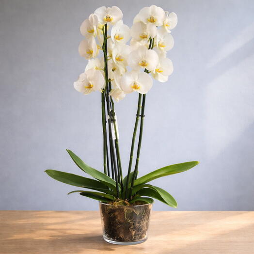 Orquidea Blanca