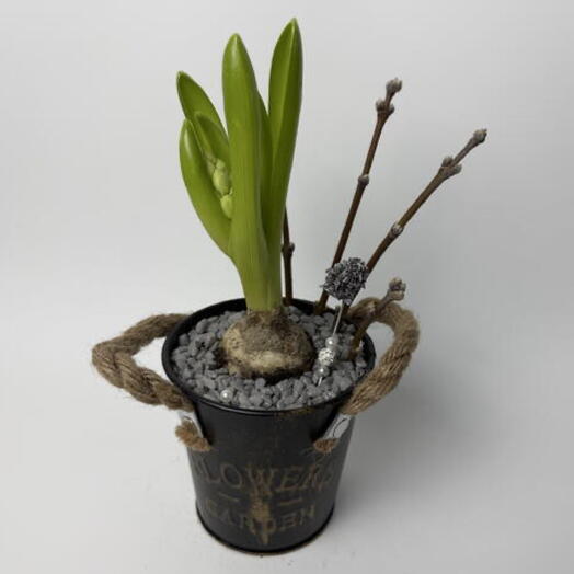 Композиция гиацинта в железном ведре