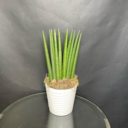 Сансевиерия цилиндрика