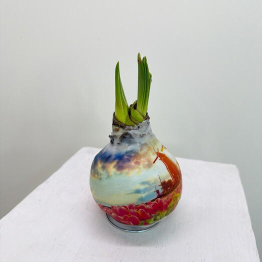 Амариллис в воске в подарочном пакете