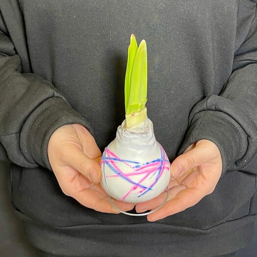 Луковица амариллиса в воске 1 шт с разноцветным декором