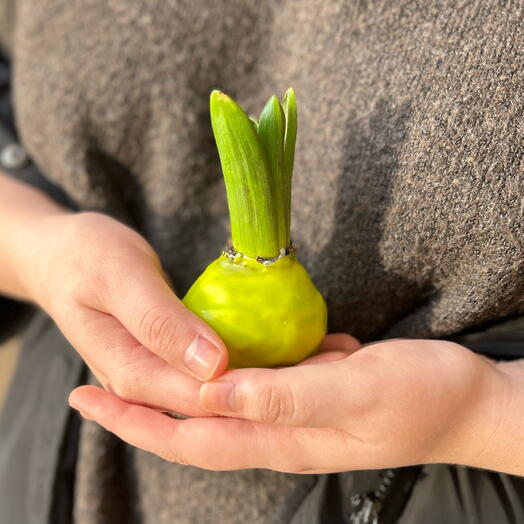 Луковица маленького гиацинта🪻