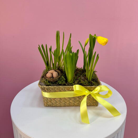 Мини сад с нарциссами , мускари и праздничным декором