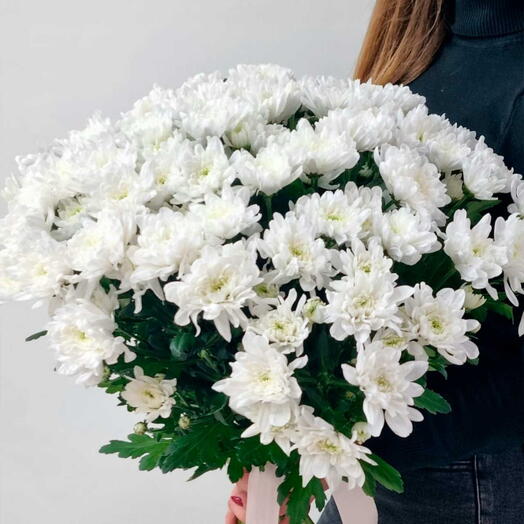 Хризантемы кустовые 15 шт