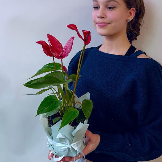 Антуриум Лава