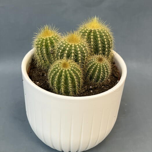 Кактус в кашпо