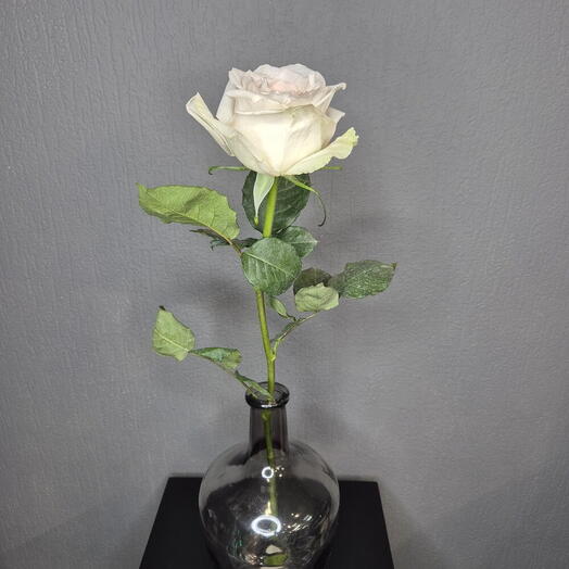 Роза пионовидная White O Hara 60см от 9шт