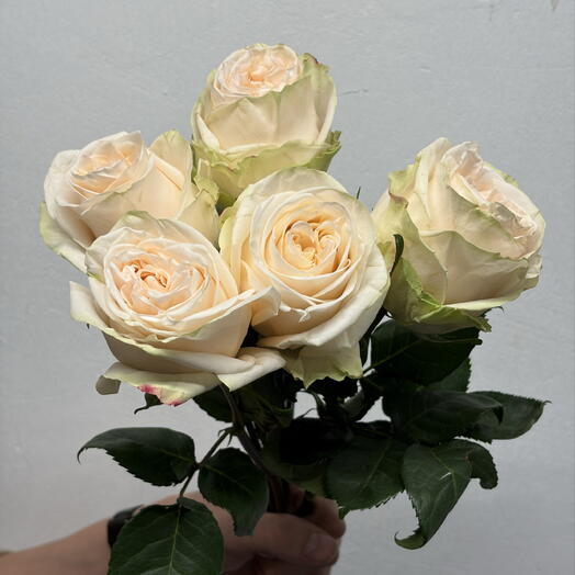 Моно-букет из 5 Эквадорских роз «Garden Spirit»