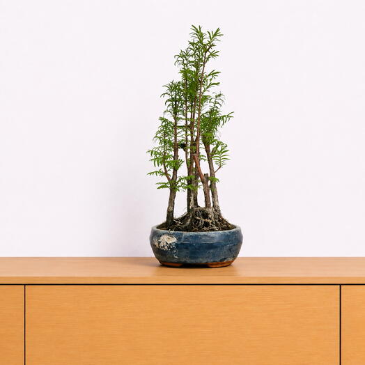 Bonsai Metasequoia