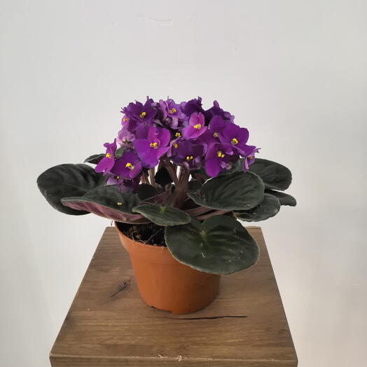 Сенполия(фиалка)