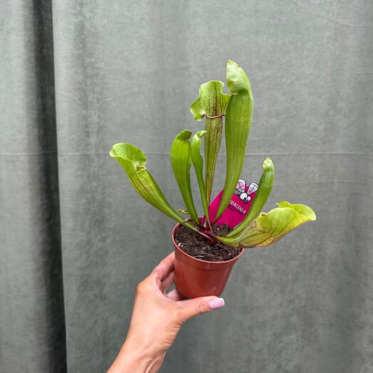 Саррацения (Sarracenia) 
